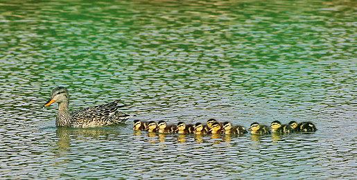 神谷英树就《龙鳞化身》被取消向粉丝和微软道歉